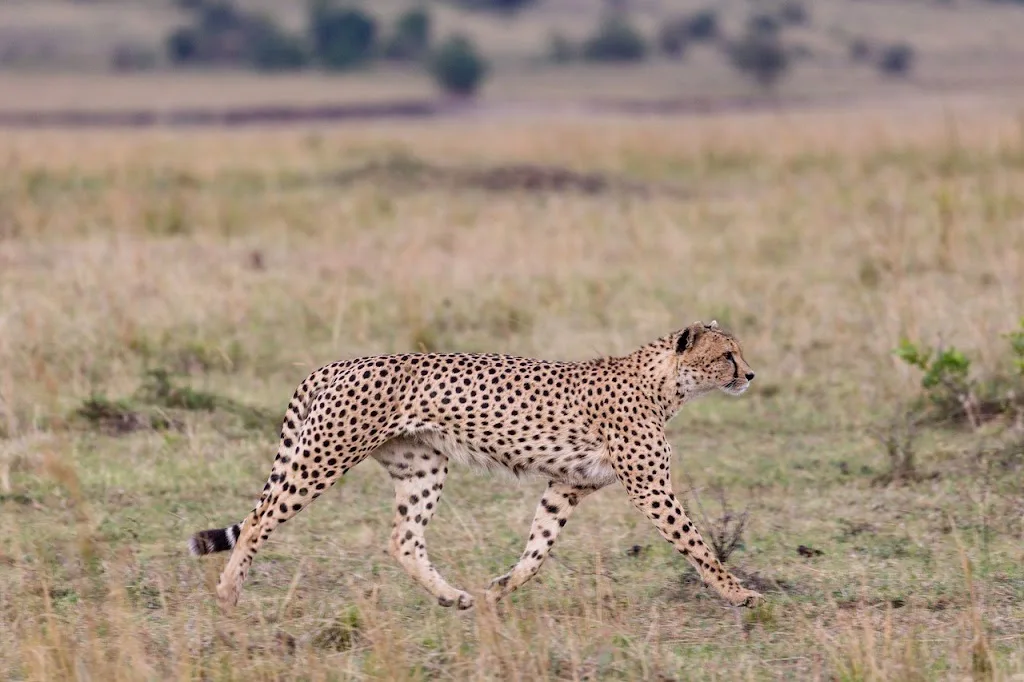 Cheeta.jpg