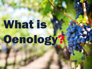 Vine Grapes Backgroud Oenology