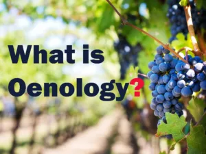 Vine Grapes Backgroud Oenology